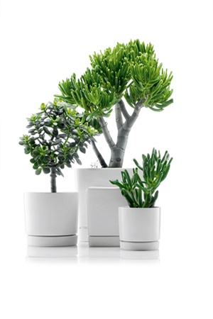 JARDINIERE, JARDINIERE FLORI, JARDINIERE DE INTERIOR, JARDINIERE DE EXTERIOR, JARDINIERE DE GRADINA